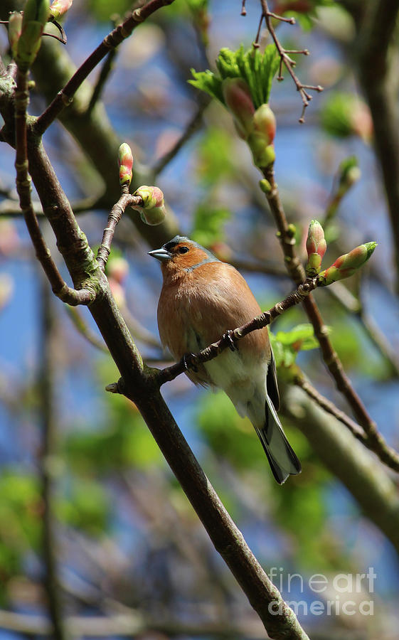Chaffinch Tree Shoots Donegal Photograph by Eddie Barron