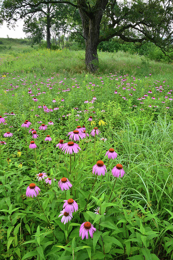 Chain-o-Lakes Coneflowers Photograph by Ray Mathis