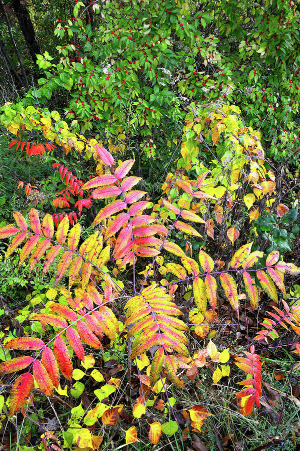 Chain-O-Lakes State Park Sumac in Full Color Photograph by Ray Mathis