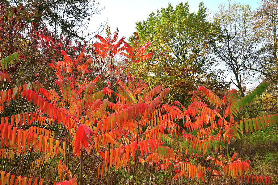Chain-O-Lakes State Park Sumac Photograph by Ray Mathis