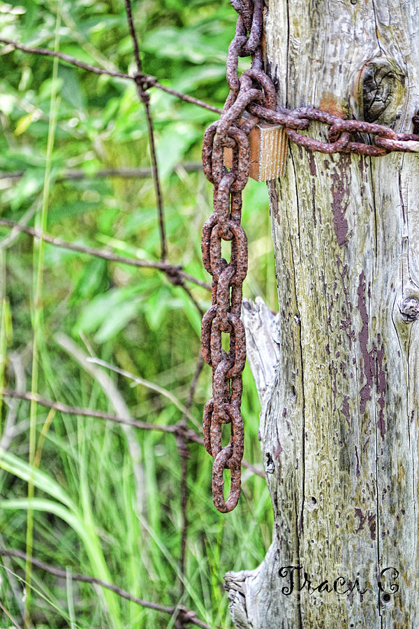 Chain Reaction Photograph by Traci Cottingham