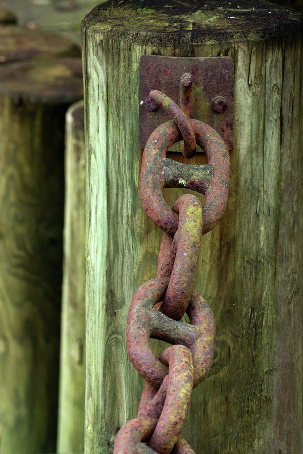 Chained - 365-225 Photograph by Inge Riis McDonald