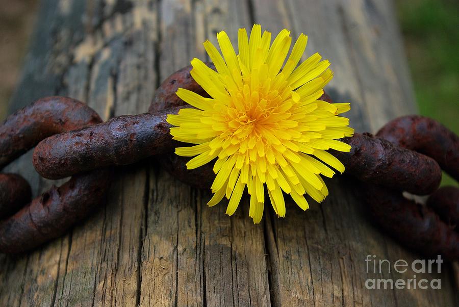 Spring Photograph - Chained Beauty by John S