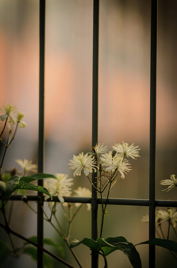 Flower Photograph - Chained Flowers by Miguel Winterpacht