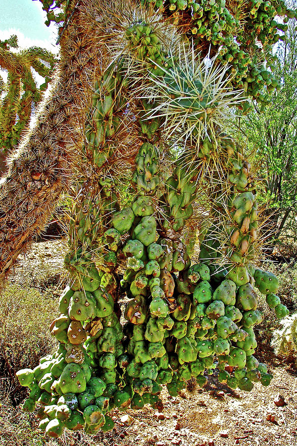 Chainfruit Cholla Cactus in Tucson Mountain Park-Arizona Photograph by Ruth Hager