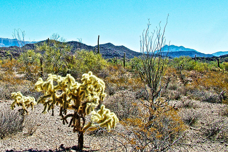 Chainfruit Cholla with Ajo Mountains in Distance in Organ Pipe Cactus National Monument-Arizona Photograph by Ruth Hager