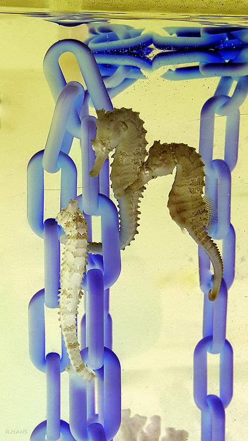 Chains And Sea Horses Inverted Photograph by Rob Hans