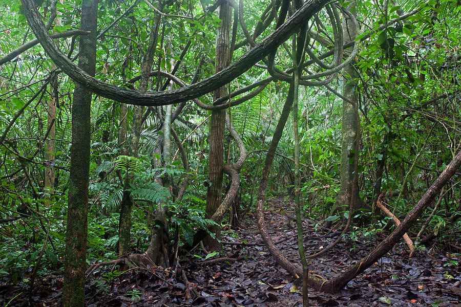 Chalalan Rainforest Photograph by Aivar Mikko