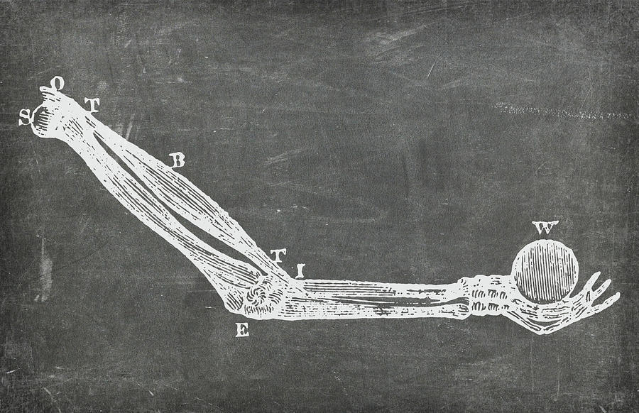 Chalkboard Anatomical Arm Medical Art by Renee Hong Chalkboard Anatomical Arm Medical Art by Renee Hong