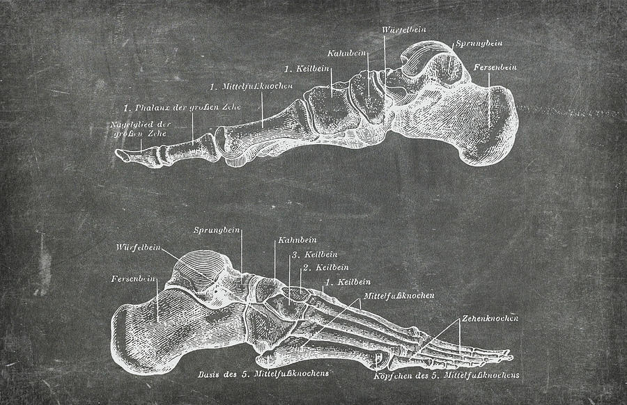 Chalkboard Anatomical Foot Medical Art by Renee Hong Chalkboard Anatomical Foot Medical Art by Renee Hong