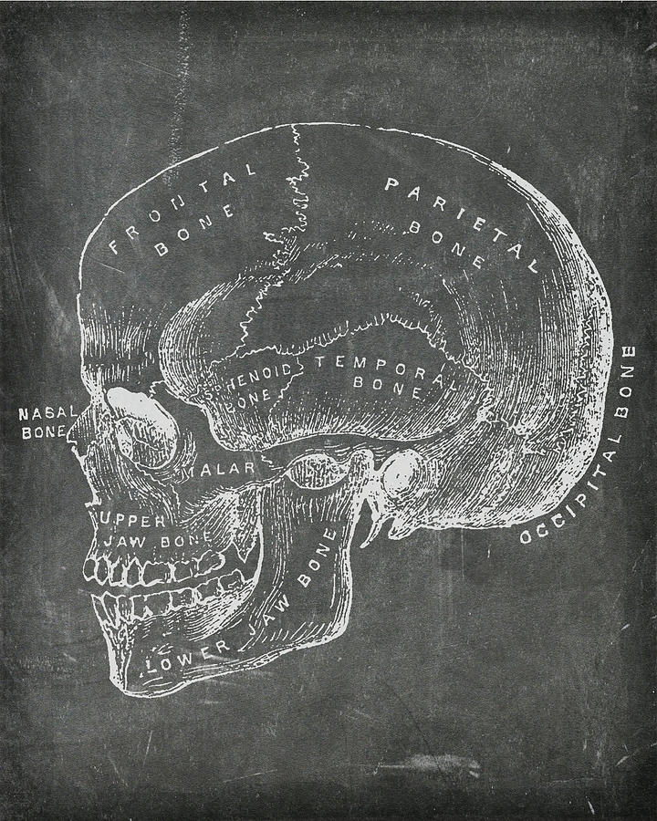 Chalkboard Anatomical Skull by Renee Hong Chalkboard Anatomical Skull by Renee Hong
