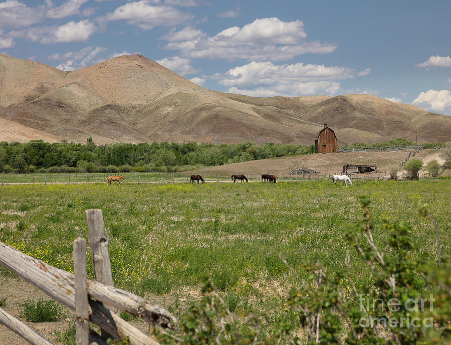 Challis Pasture Photograph by Idaho Scenic Images Linda Lantzy