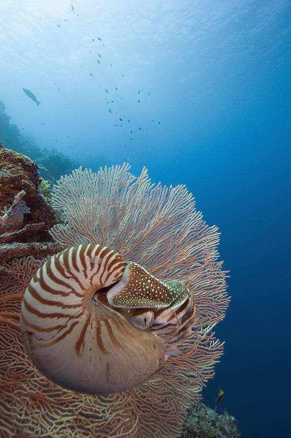 Chambered Nautilus Photograph by Dave Fleetham - Printscapes