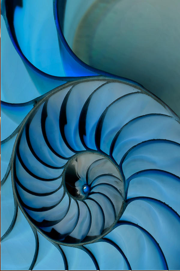 Chambered Nautilus in Blue Photograph by Greg Waters