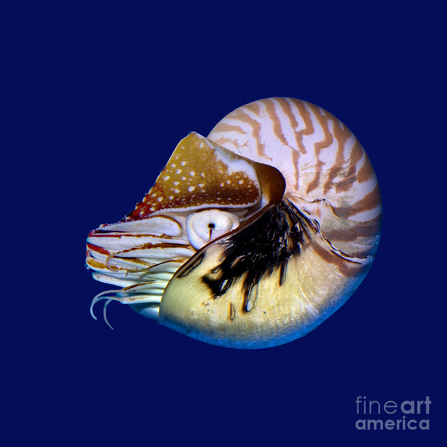 Chambered Nautilus in the Deep Blue Photograph by Wernher Krutein