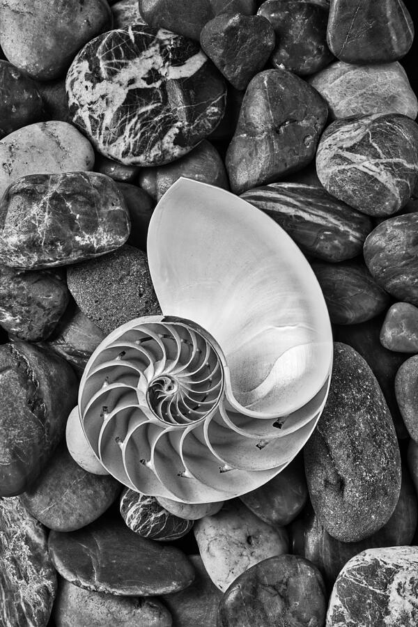 Nature Photograph - Chambered Nautilus Shell  On River Stones by Garry Gay