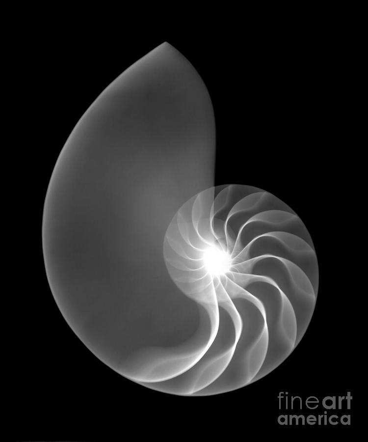 Animal Photograph - Chambered Nautilus Shell by Ted Kinsman