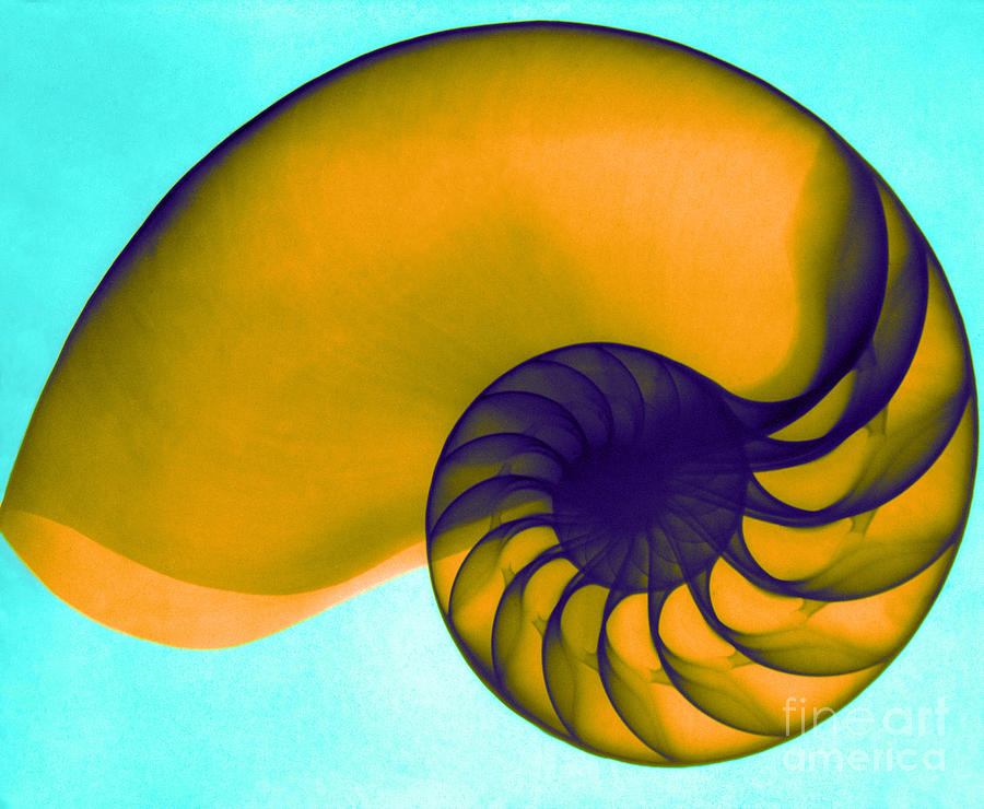 Chambered Nautilus Shell, X-Ray Photograph by Leonard Lessin