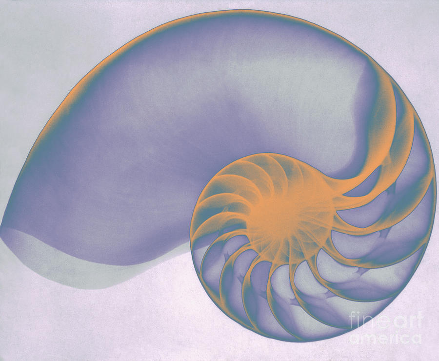 Chambered Nautilus Shell X-Ray Photograph by Scott Camazine