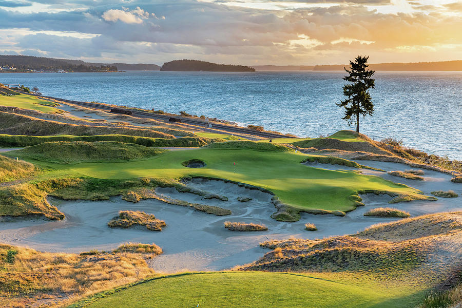 Chambers Bay, Hole 15, Lone Fir Photograph by Mike Centioli