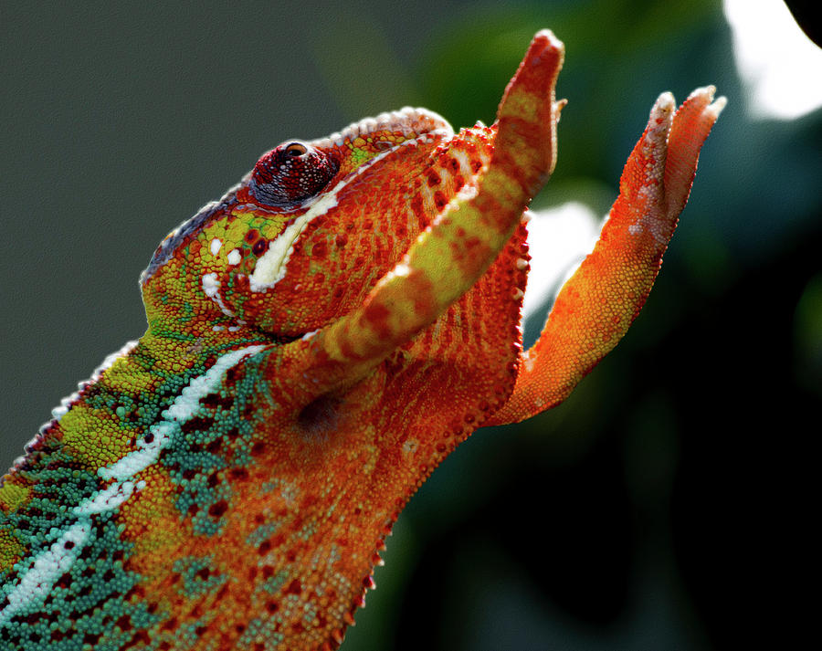 Chameleon in Motion Photograph by Tracy Winter