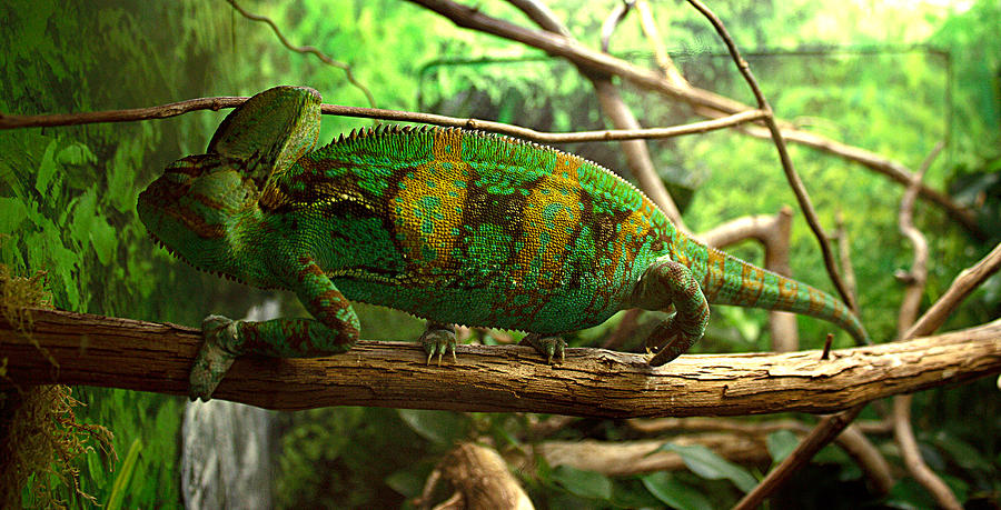 Chameleon Photograph by James Smullins