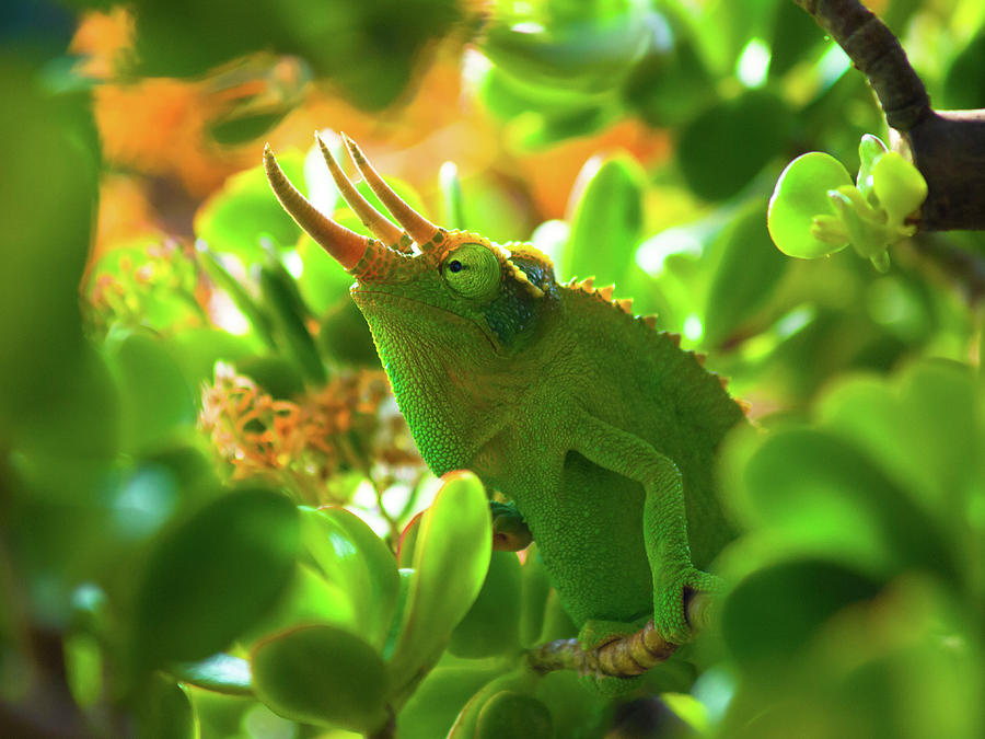 Chameleon King Photograph by Christopher Johnson