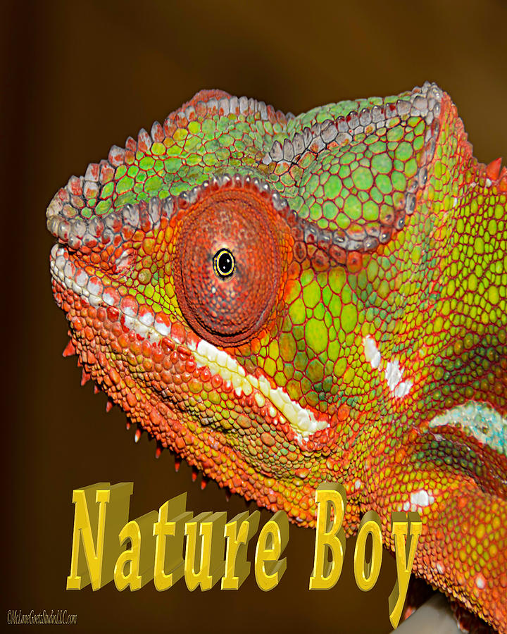 Chameleon Nature Boy Photograph by LeeAnn McLaneGoetz McLaneGoetzStudioLLCcom