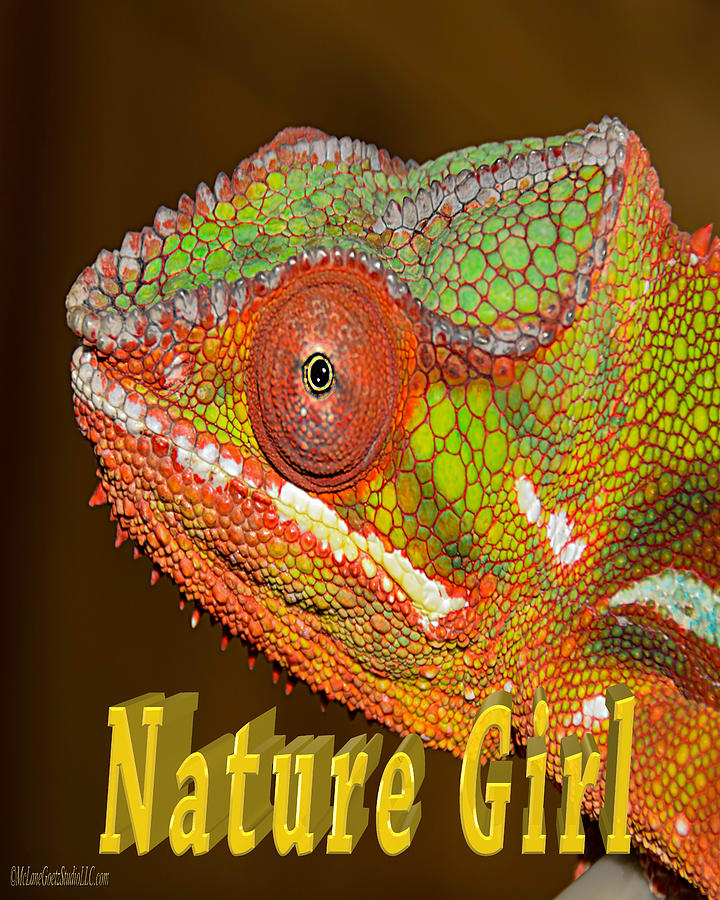 Chameleon Nature Girl Photograph by LeeAnn McLaneGoetz McLaneGoetzStudioLLCcom