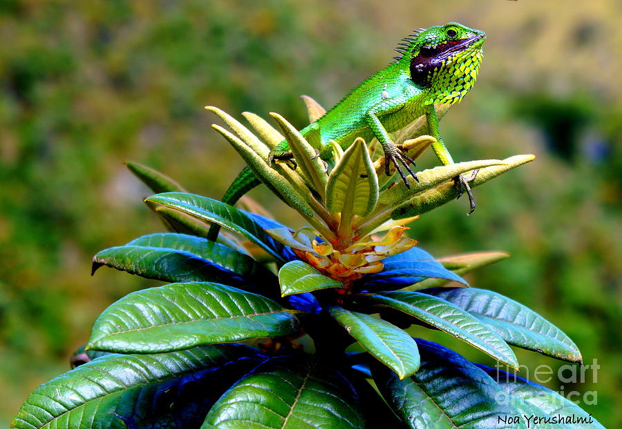 Chameleon Photograph by Noa Yerushalmi