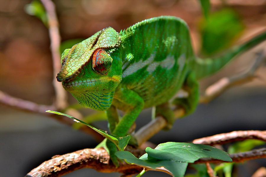 Chameleon Of Madagascar Photograph