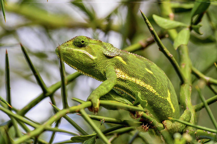 Chameleon on Thorned Branch Photograph by Marilyn Burton