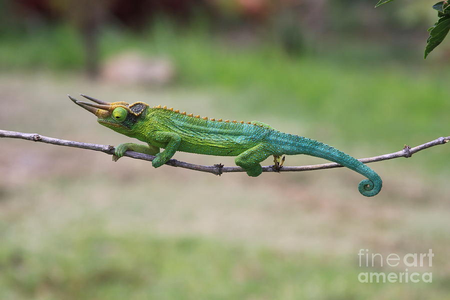 Nature Photograph - Chameleon Tight Rope Walker by Robin Pedrero