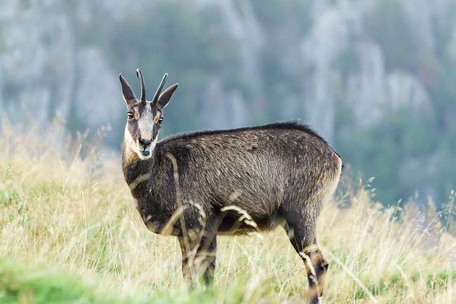 Chamois in Vosges mountains Photograph by Paul MAURICE - Fine Art America
