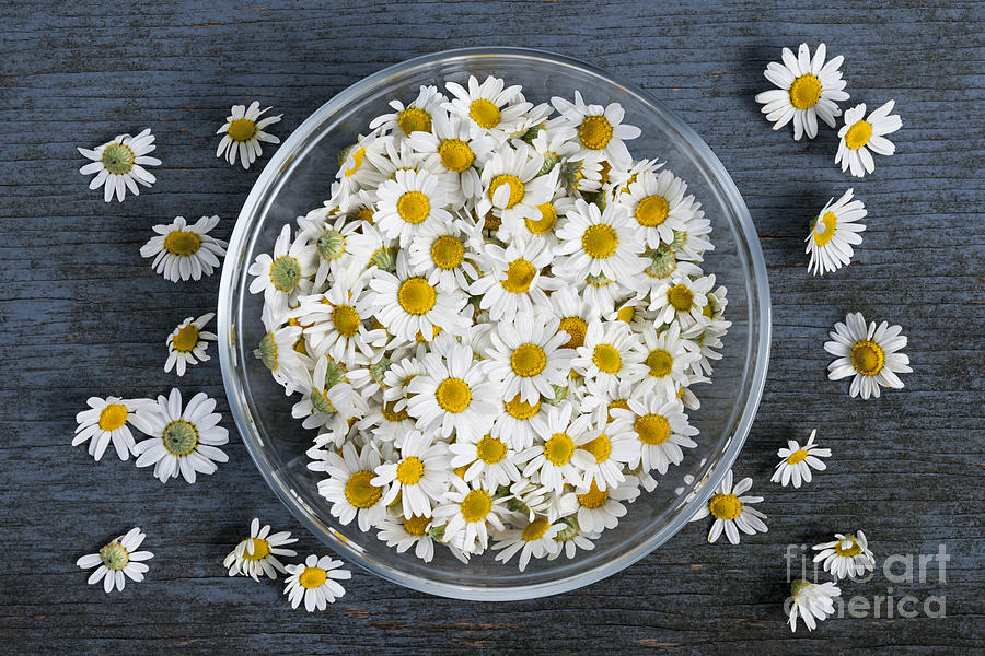 Chamomile flowers in bowl 2 Photograph by Elena Elisseeva