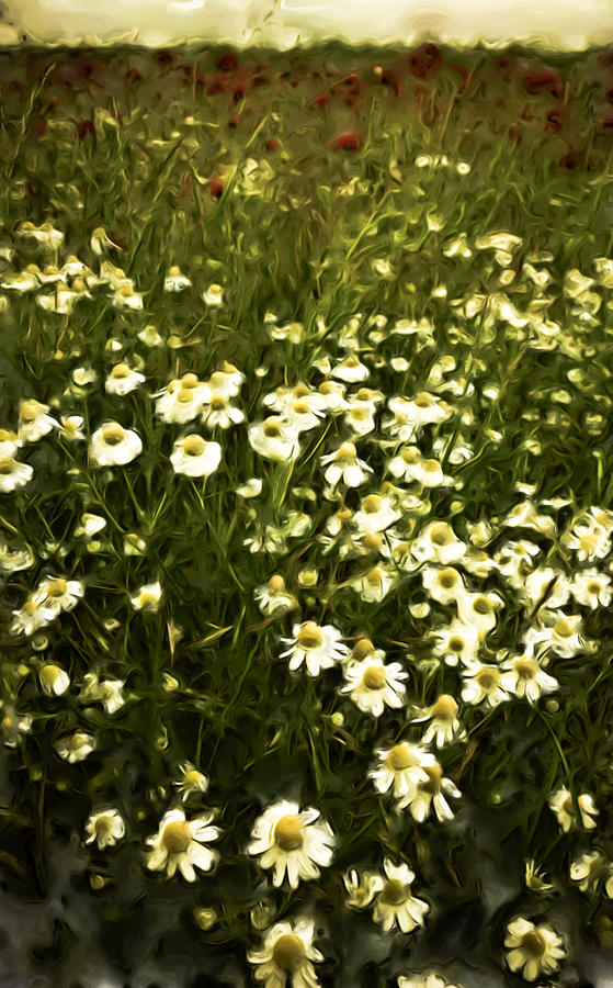 Chamomile Lawn Painting by Frank Tschakert