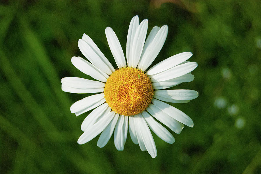 Chamomile Photograph by Sergei Dolgov - Fine Art America