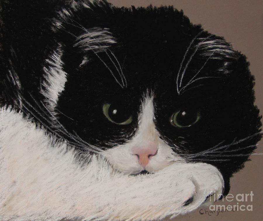 Black And White Cat Pastel - Champ by Marilyn Charpentier
