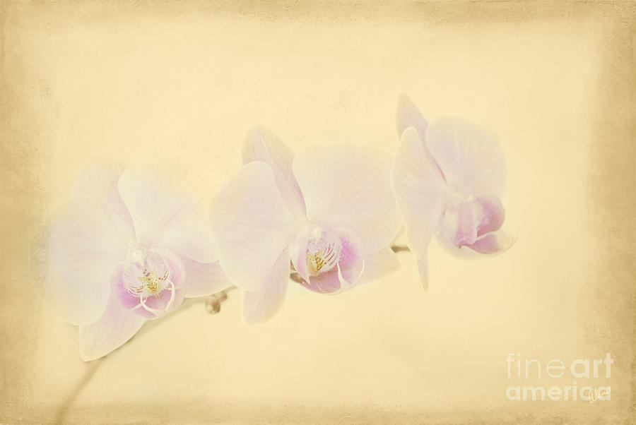 Champagne and Pink Orchids Photograph by Alana Ranney
