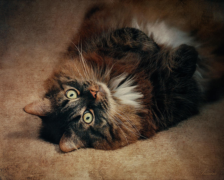 Animal Photograph - Champagne - My Lazy Main Coon Cat by Maria Angelica Maira
