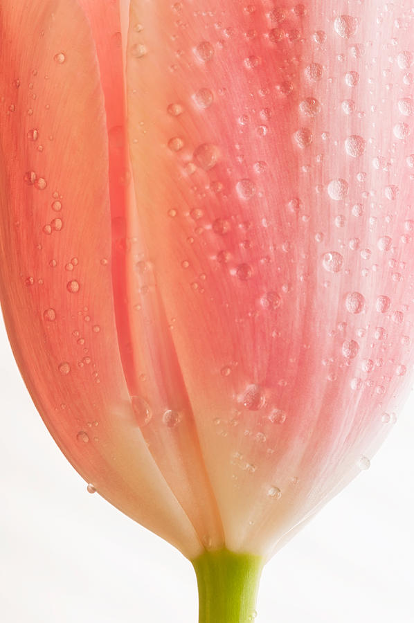 Champagne Tulip Photograph by Joan Herwig