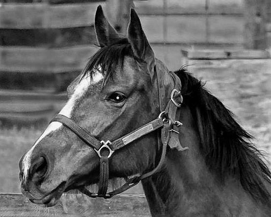 Horse Photograph - Champion by Dennis Dugan