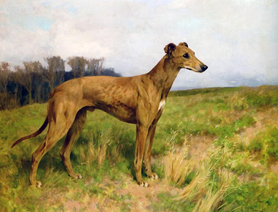 Champion Greyhound Dee Flint Painting by Celestial Images