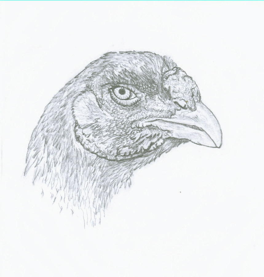 Champion Malay hen in pencil Drawing by Susan Baker