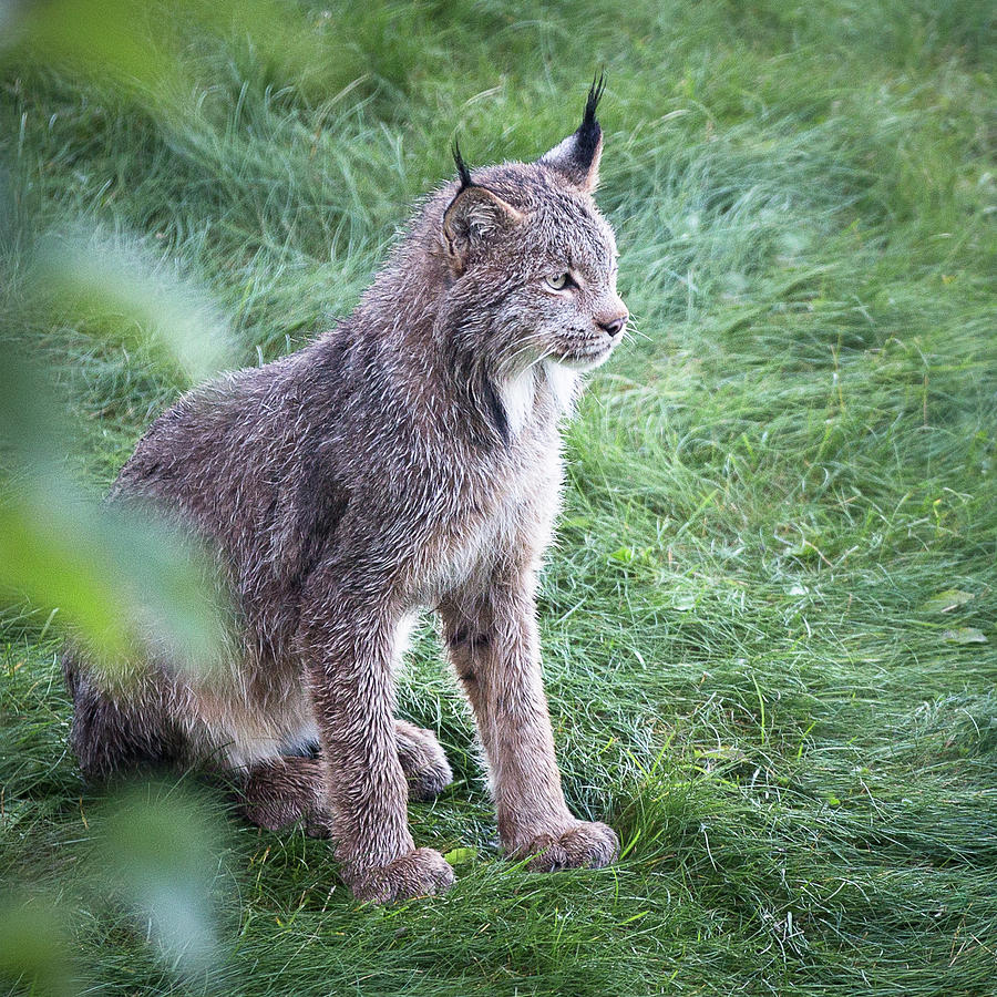 Lynx Photograph - Champion Mama Lynx by Tim Newton