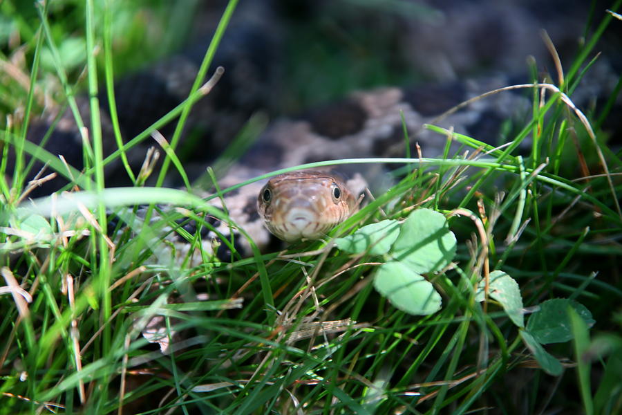 Chance Encounter-Fox Snake Photograph by Frank Guemmer - Fine Art America