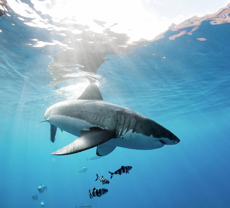 Great White Shark Photograph - Change of Direction by Shane Linke