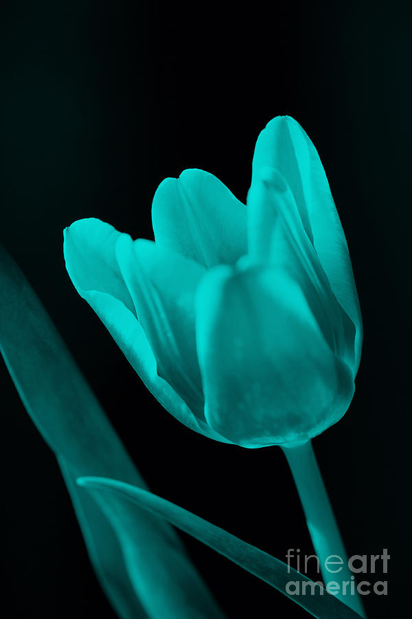 Tulip Photograph - Change of perspective by Amanda Barcon