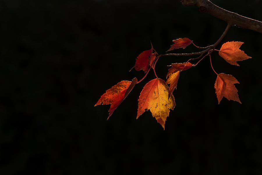 Changing Color Fall Maple Leaves on Black Photograph by Terry DeLuco