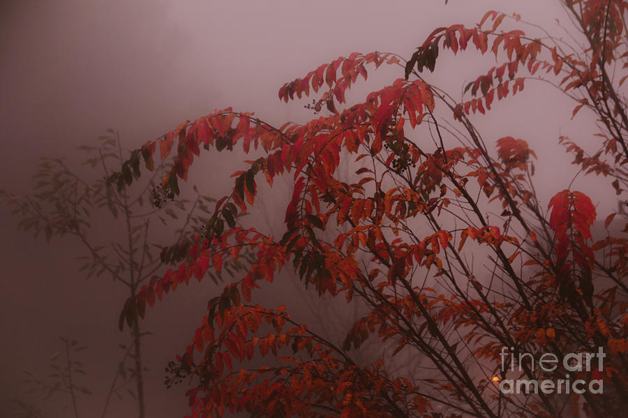 Changing Colors even in the Fog -Georgia Photograph by Adrian De Leon Art and Photography